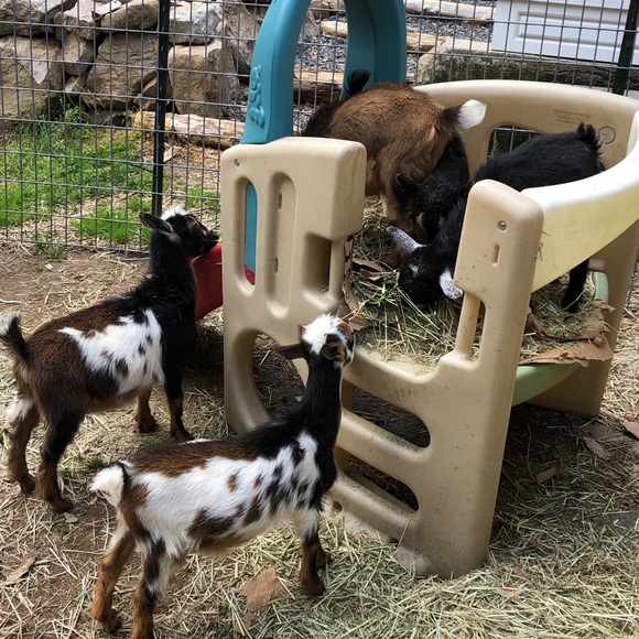 Meet your Posher debb - Picture 1 of 1